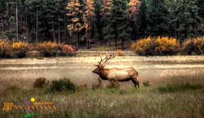 Elk during Rut Season